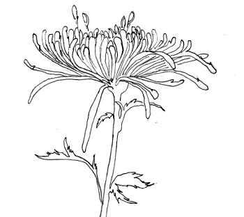 Line drawing - one petal at a time