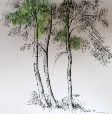55-trees